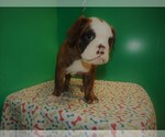 Small Photo #2 Beabull Puppy For Sale in PATERSON, NJ, USA