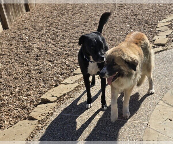 Medium Photo #13 Anatolian Shepherd-Unknown Mix Puppy For Sale in Houston, TX, USA
