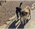 Small #12 Anatolian Shepherd Mix