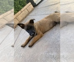 Small Photo #6 Belgian Malinois Puppy For Sale in PALMDALE, CA, USA