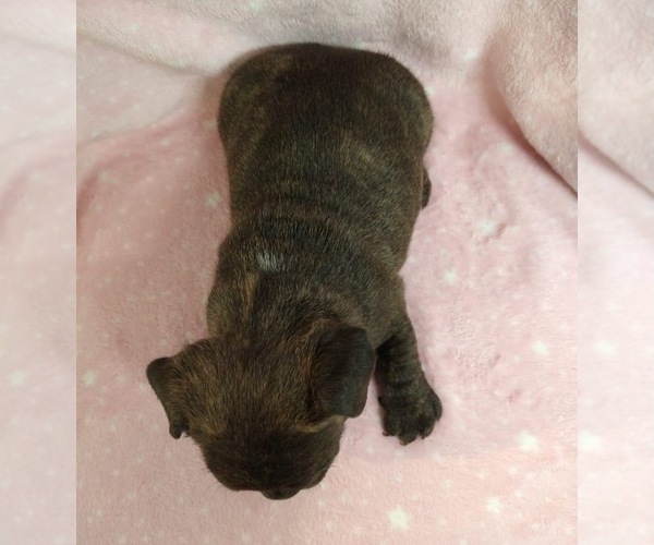 Medium Photo #3 French Bulldog Puppy For Sale in JOHNS ISLAND, SC, USA