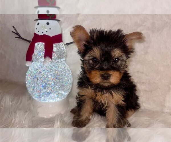 Medium Photo #1 Yorkshire Terrier Puppy For Sale in WEST SALEM, OH, USA