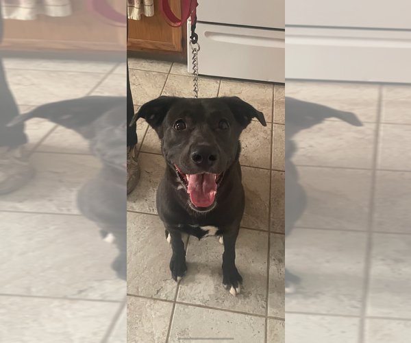 Medium Photo #1 German Shepherd Dog Puppy For Sale in WATERBURY, CT, USA