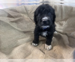 Pyredoodle Puppy for Sale in CHANDLER HEIGHTS, Arizona USA