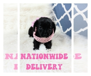 Mal-Shi-Maltipoo Mix Puppy for sale in CARTHAGE, TX, USA