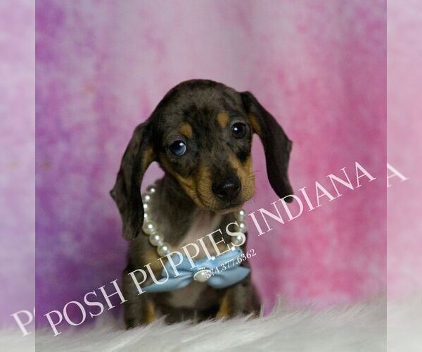 Medium Photo #3 Dachshund Puppy For Sale in WARSAW, IN, USA