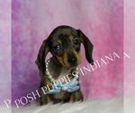 Small #2 Dachshund