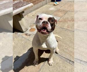 American Bulldog-Unknown Mix Dogs for adoption in Toronto, Ontario, Canada