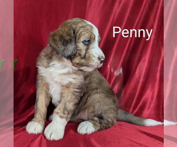 Medium Photo #5 Bernedoodle Puppy For Sale in CANON CITY, CO, USA