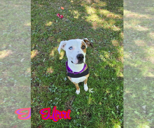Medium Photo #7 Australian Shepherd-Boxer Mix Puppy For Sale in Port Clinton, OH, USA