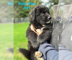 Shollie Puppy for sale in STAYTON, OR, USA