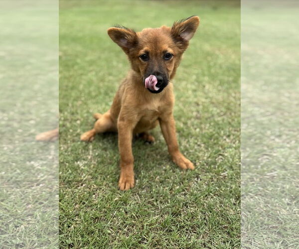 Medium Photo #3 Collie-Unknown Mix Puppy For Sale in PIPE CREEK, TX, USA
