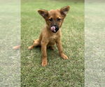 Small #2 Collie Mix
