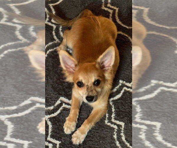 Medium Photo #5 Chiranian Puppy For Sale in Lebanon, PA, USA