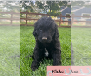 English Cream Golden Retriever-Poodle (Miniature) Mix Puppy for sale in GOLDEN, CO, USA