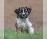 Small #2 Golden Retriever Mix