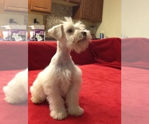 Medium Photo #22 Schnauzer (Miniature) Puppy For Sale in COLONIAL HEIGHTS, TN, USA