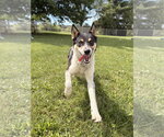 Small #3 Mutt