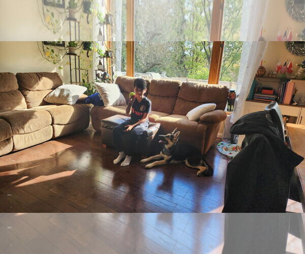 Medium Photo #7 German Shepherd Dog Puppy For Sale in Roseville, MN, USA