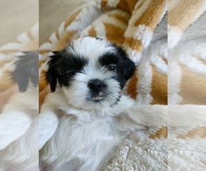 Shih Tzu Puppy for sale in PARIS, KY, USA