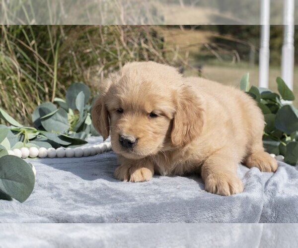 Medium Photo #2 Golden Retriever Puppy For Sale in MILLERSBURG, OH, USA