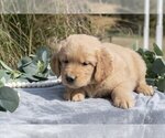 Small Photo #5 Golden Retriever Puppy For Sale in MILLERSBURG, OH, USA
