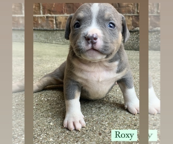 Medium Photo #7 American Bully Puppy For Sale in BURLESON, TX, USA