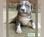 Small Photo #7 American Bully Puppy For Sale in BURLESON, TX, USA