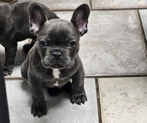 French Bulldog Puppy for sale in CONWAY, AR, USA