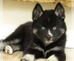 Small Photo #10 Pomsky Puppy For Sale in SEBRING, FL, USA
