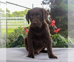 Small Photo #2 Labrador Retriever Puppy For Sale in LEBANON, PA, USA