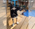 Small #4 German Pinscher Mix