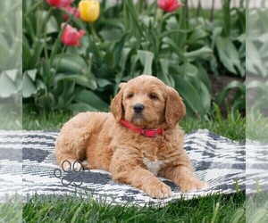 Goldendoodle Puppy for sale in NARVON, PA, USA