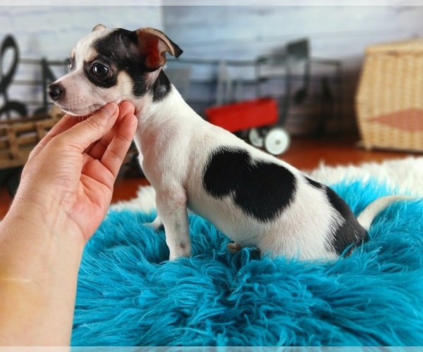 Medium Photo #2 Chihuahua Puppy For Sale in CARTHAGE, TX, USA