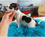 Small #1 Chihuahua