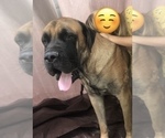 Small Photo #1 Mastiff Puppy For Sale in BRANTLEY, AL, USA