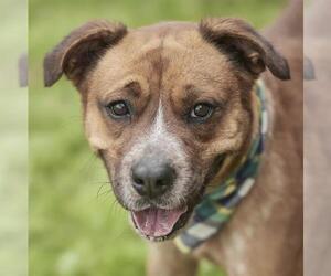 Mutt Dogs for adoption in Rosenberg, TX, USA