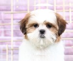 Small #1 Shih Tzu