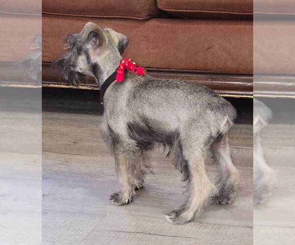 Medium Photo #4 Schnauzer (Miniature) Puppy For Sale in BROOKSVILLE, FL, USA
