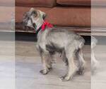 Small #3 Schnauzer (Miniature)