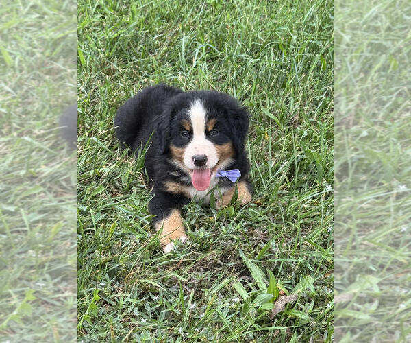 Medium Photo #3 Bernese Mountain Dog Puppy For Sale in SIGNAL MOUNTAIN, TN, USA