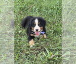 Puppy Puppy 2 Bernese Mountain Dog