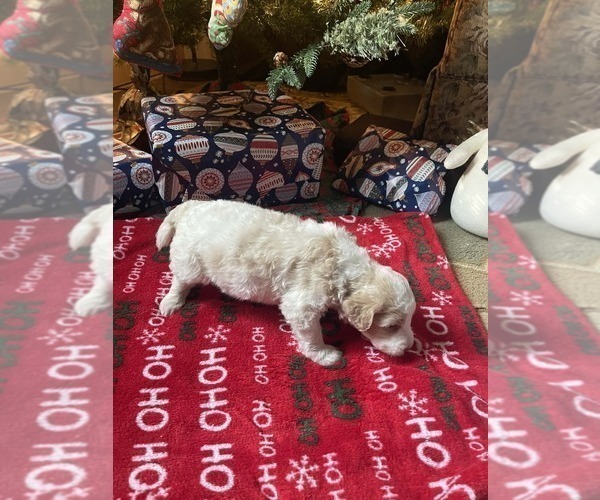 Medium Photo #7 Goldendoodle Puppy For Sale in ELLISGROVE, IL, USA