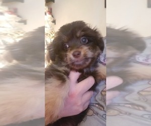 Wapoo Puppy for sale in KITTANNING, PA, USA