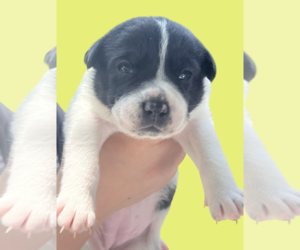 Mutt Dogs for adoption in Rockville, MD, USA