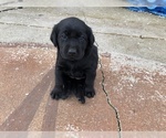 Small Photo #1 Labrador Retriever Puppy For Sale in CHICO, CA, USA
