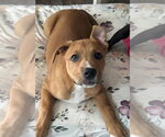 Small #2 Labrador Retriever Mix