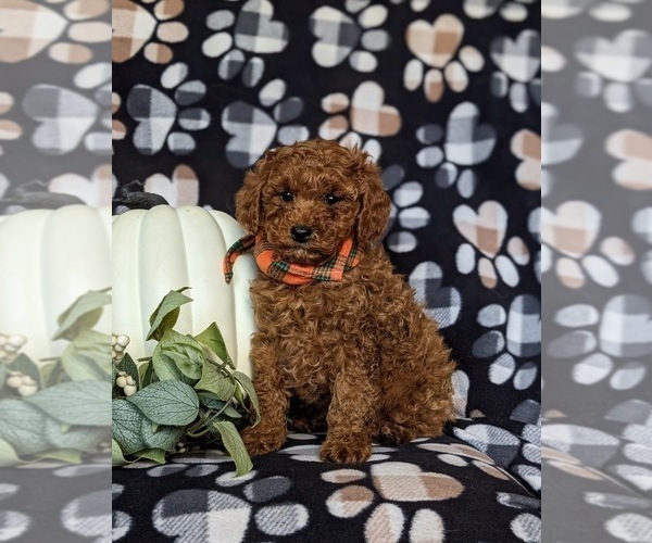 Medium Photo #1 Poodle (Miniature) Puppy For Sale in HOLTWOOD, PA, USA