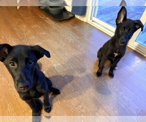 Bo Peep - Female Shepradors Dog for Adoption - Photo #3