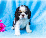 Puppy Kookie Cocker Spaniel